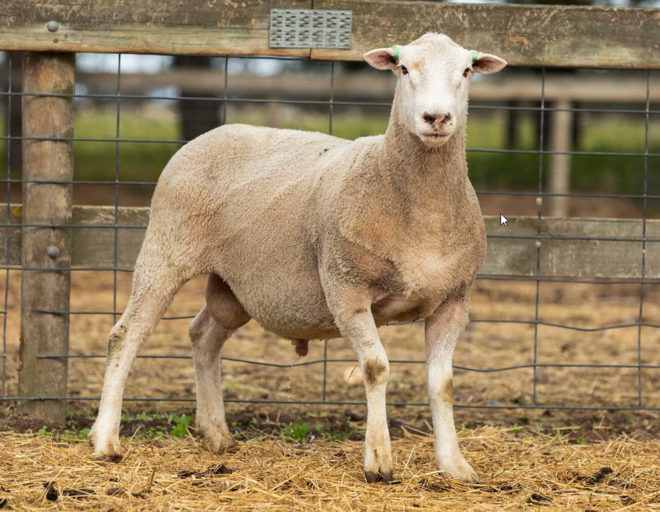 Under Auction - Lot 19 Highlander Ram 190461 (DLE Ram Auction A100 - 10th Sept via Auctionsplus) 