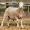Under Auction - Lot 19 Highlander Ram 190461 (DLE Ram Auction A100 - 10th Sept via Auctionsplus) 