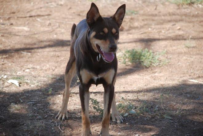 Woodland View Kelpies
