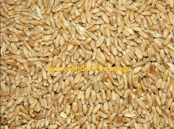 Wheat  Feed only     Approx  6 mt