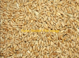 Wheat  Feed only     Approx  6 mt