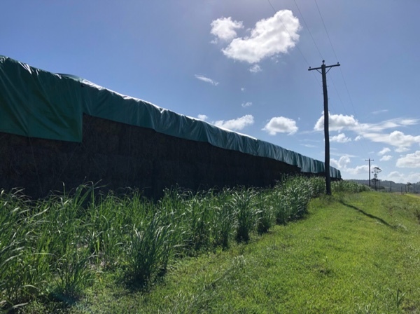 Sugar cane tops and trash