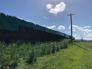 Sugar cane tops and trash