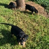 Pure Bred Kelpie Pups