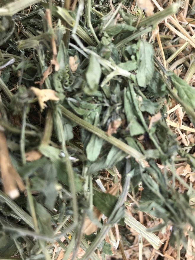 Vetch Hay 8x4x3 Bales 'New Season'