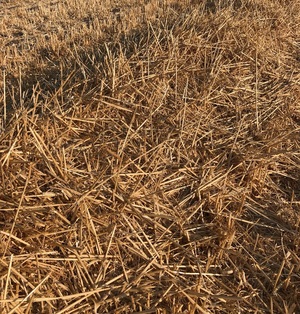 Chopped Oaten Header Tailings (COHT) With GOOD FEEDTEST