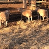 3 x Pole Dorset Rams For Sale - sold as one lot
