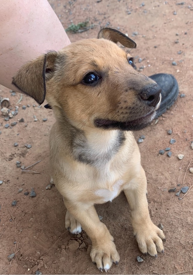 Kelpie x Staghound Puppies 6 weeks old
