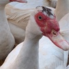 Muscovy Ducks