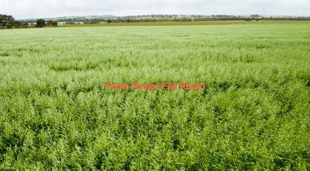 100 Ha of Standing New Season Oaten Crop For Sale