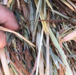 Oaten Hay Rolls For Sale Ex Farm or Can Freight 