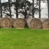 Pasture Hay 5 * 4 Round Bales