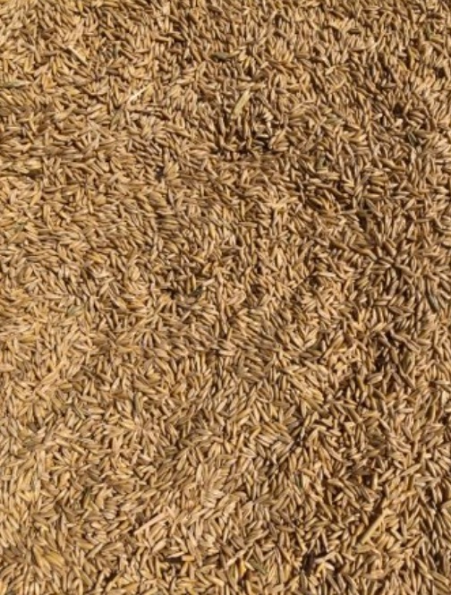 Milling Grade Oat Seed