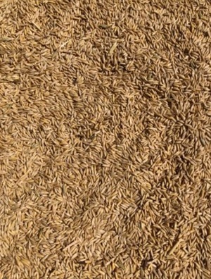 Milling Grade Oat Seed