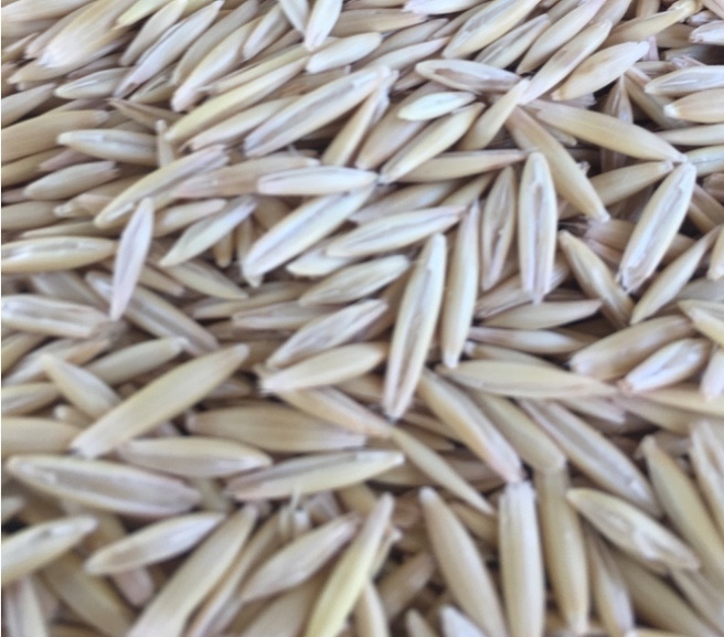 Oat Seed early Order Program for 2019
