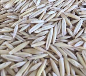 Oat Seed early Order Program for 2019