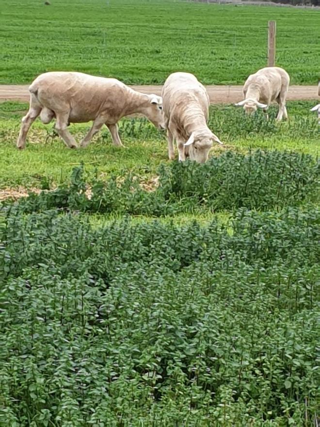 9 x White Suffolk Rams For Sale 