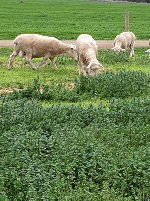 9 x White Suffolk Rams For Sale