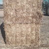 Oaten Header Trail Straw (8x4x3) baled with High Density baler (New Season)