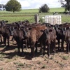 Wagyu Fresian Cross Calves
