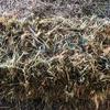 NEW SEASON - GOOD Quality Oaten Hay - Bale Baron Small Bales - Packs of 21