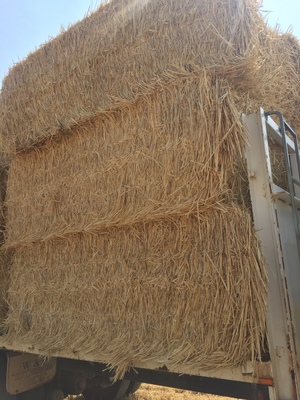 Approx. 200mt Windrowed Wheaten Straw 8x4x3 Bales