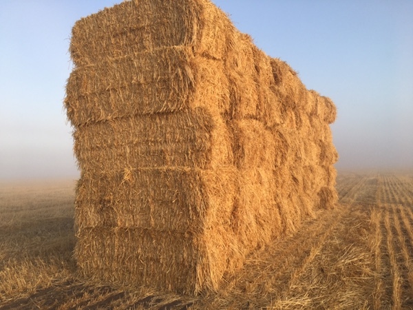 Oaten Hay 8x4x3