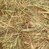 330 x 550Kg Bales of Wheaten Hay 8x4x3 Shedded