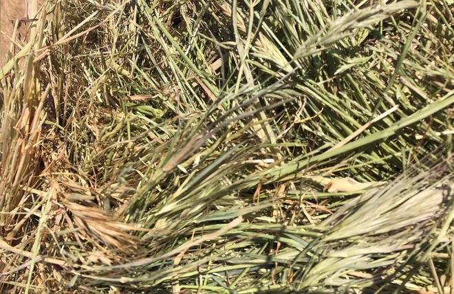 450 x Barley/Ryegrass Hay 5x4 Rolls