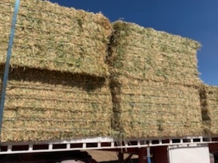 100mt Barley Hay 650-700kg 8x4x3 Bales