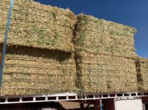 100mt Barley Hay 650-700kg 8x4x3 Bales