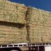 100mt Barley Hay 650-700kg 8x4x3 Bales