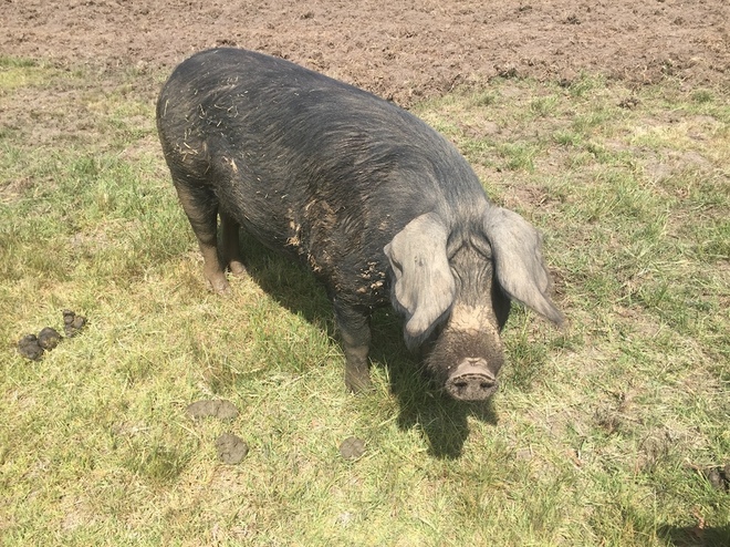 Berkshire X Piglets and Large Black Sow