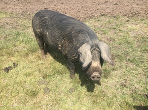 Berkshire X Piglets and Large Black Sow