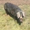 Berkshire X Piglets and Large Black Sow