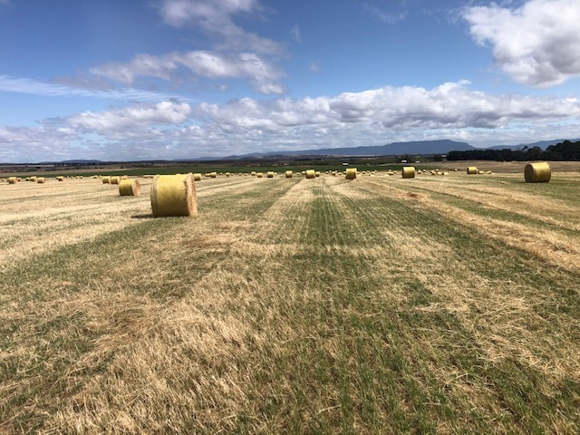 Rye Grass Straw