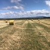 Rye Grass Straw