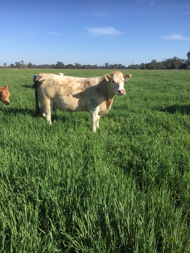 Charolais Cows with Calves at Foot in calf again to Angus Bull   x 6