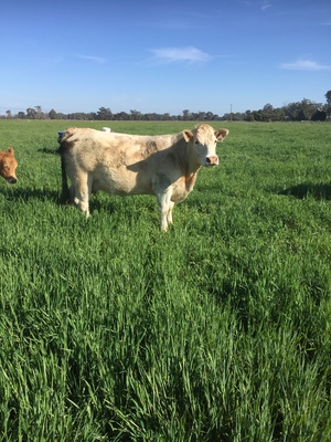 Charolais Cows with Calves at Foot in calf again to Angus Bull   x 6