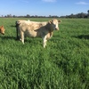 Charolais Cows with Calves at Foot in calf again to Angus Bull   x 6