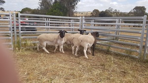 Dorper Lambs