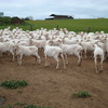 308 Fine Wool Merino Ewes, 5 years old