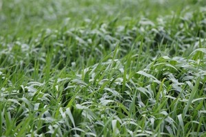 GRAZA Forage Oat