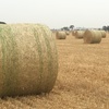 Oaten/ rye Rolls