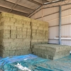 Lucerne Hay Small Squares