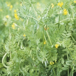 Serradella Seed - Price Reduced