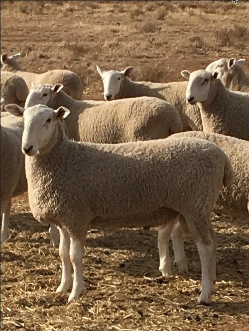 Border Leicester  Rams 2018 drop  Long Established  Stud