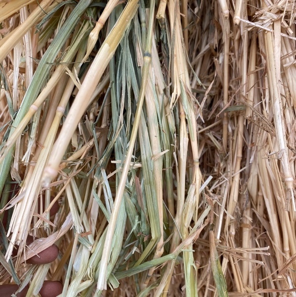 Wheat hay 