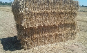80mt Windrowed Wheaten Straw 8x4x3