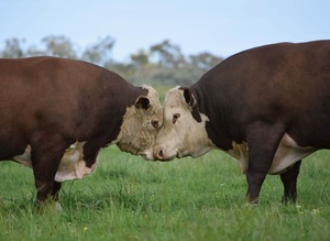 Poll Hereford Bulls
